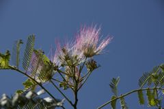 Albizia0720
