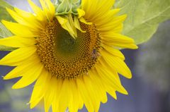 sunflowerandabee