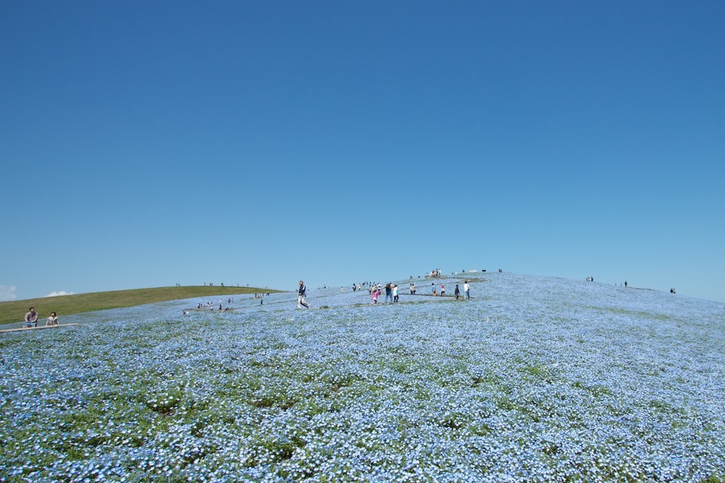 Nemophila hill0424