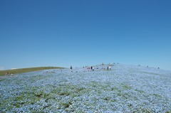 Nemophila hill0424