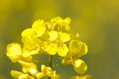 Brassica rapa var.amplexicaulis0424