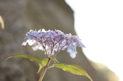 Hydrangea20100605_2