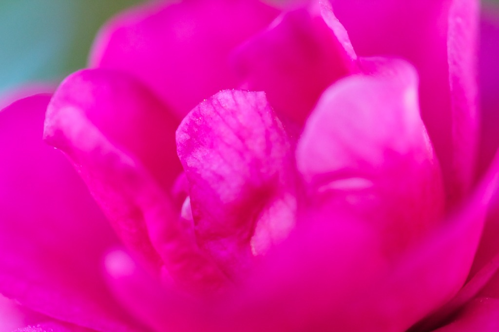 camellia0227