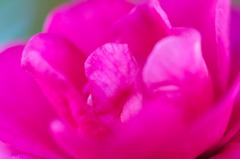 camellia0227