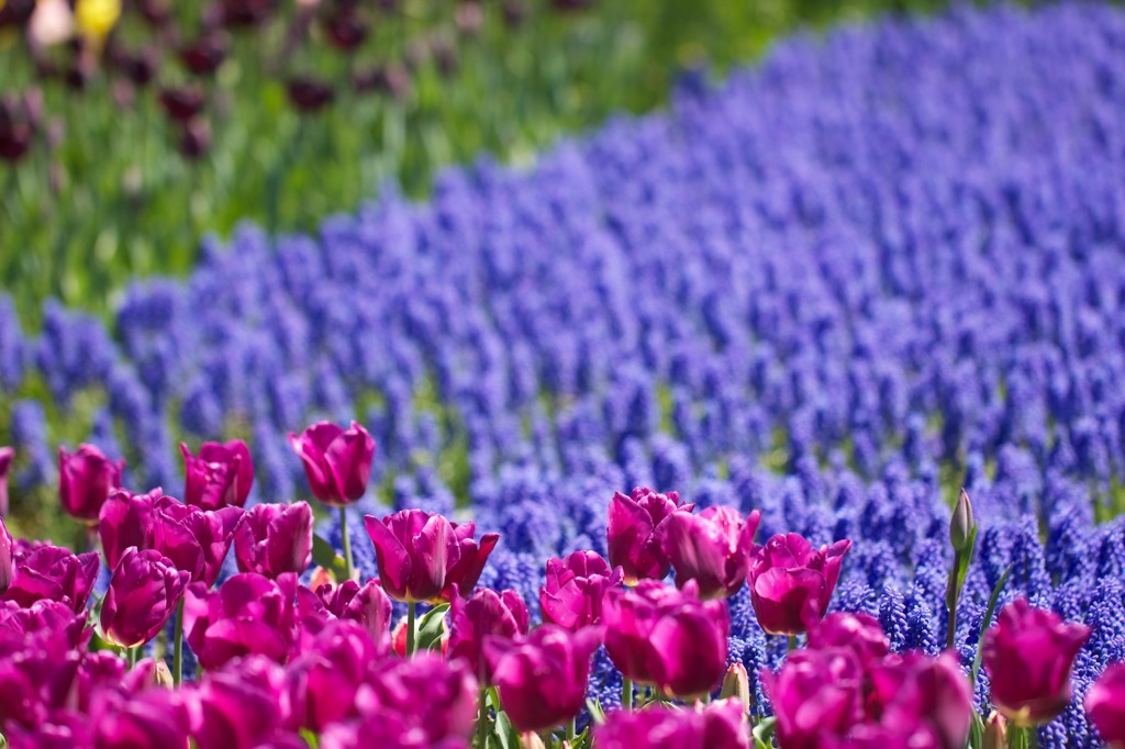 with Muscari0424