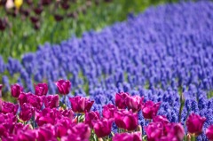 with Muscari0424
