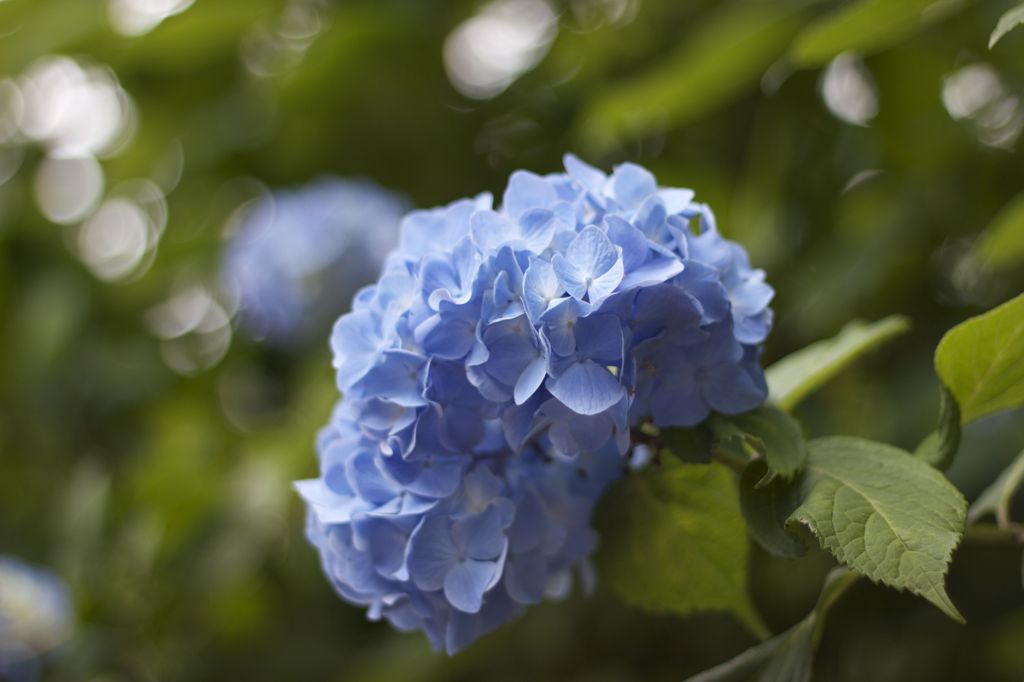 Hydrangea0620
