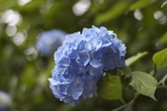 Hydrangea0620