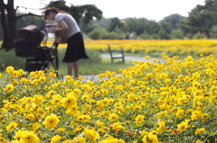 Cosmos sulphureus and a family