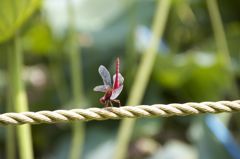 Sympetrum071601