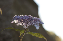 Hydrangea20100605