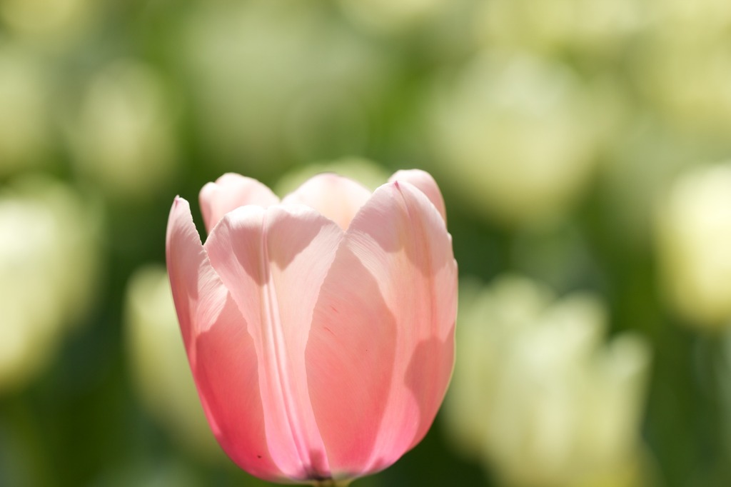 transparency0424