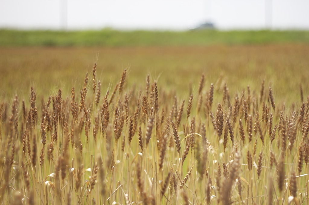 wheat