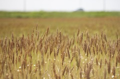 wheat