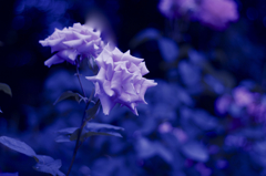 rose in blue