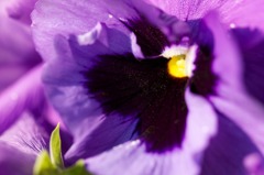 Viola X wittrockiana0227