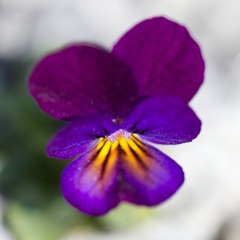Viola X wittrockiana0326