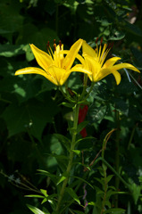 yellow flower