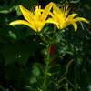 yellow flower