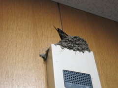 つばめの巣