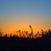 Blown in the Twilight