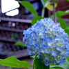 紫陽花咲いた