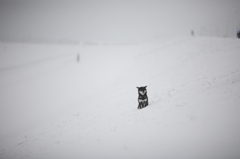 雪原の脱走