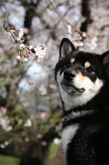 桜と柴犬