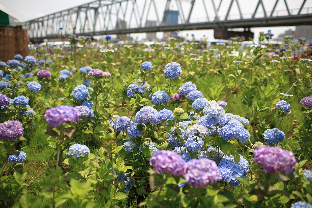 鉄路とあじさい