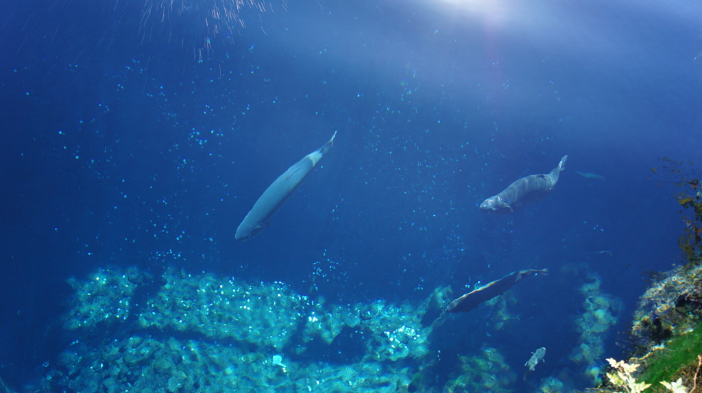 忍野八海