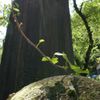 大きく育て。。。