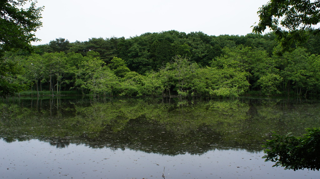 湿地帯