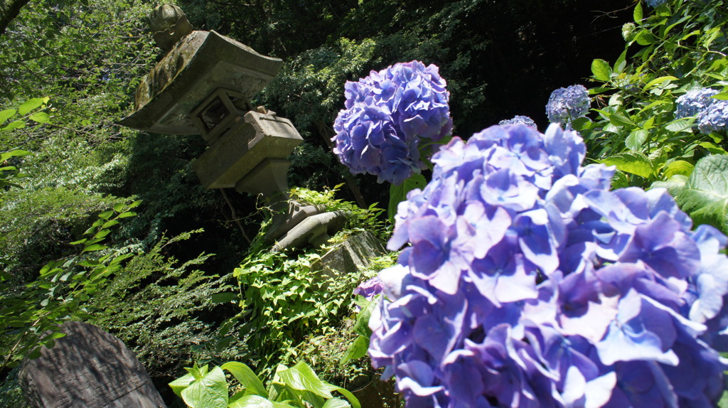 紫陽花と灯篭
