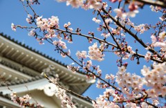 花見
