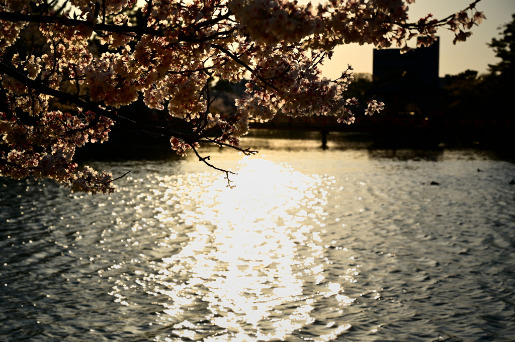 夕日と桜