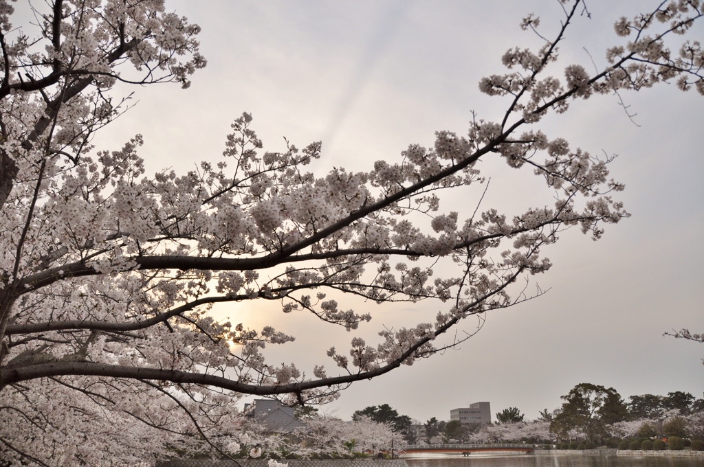 夕桜