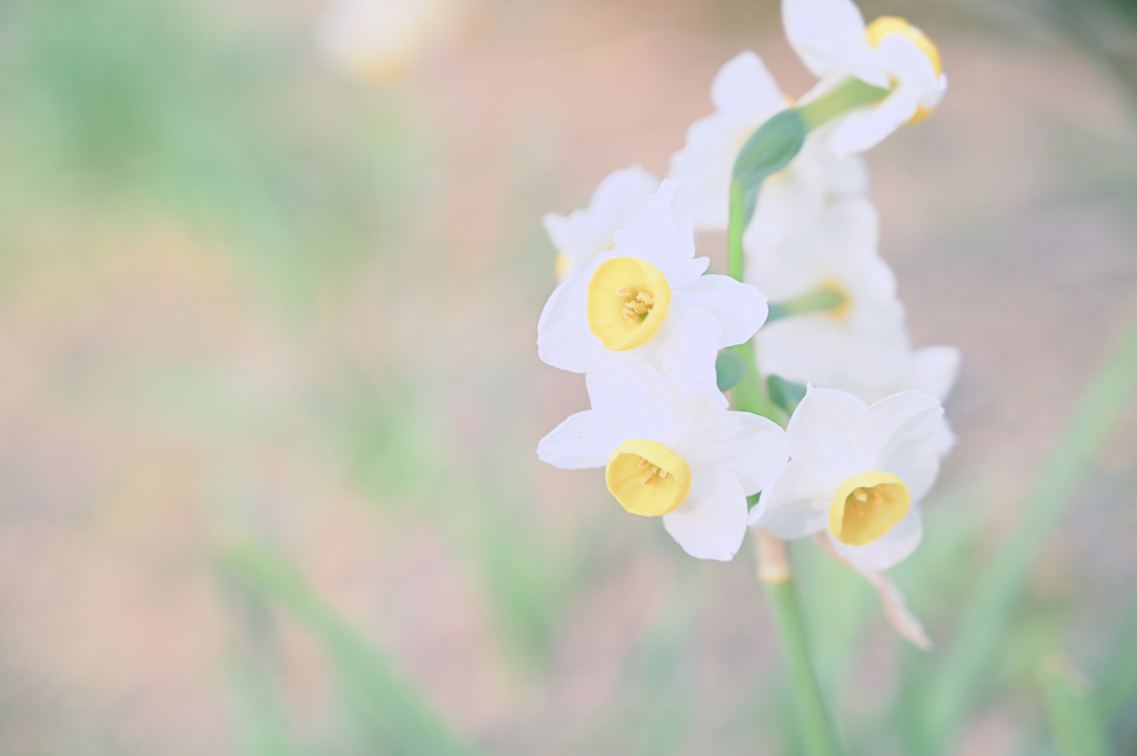 花２