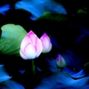 蓮の花