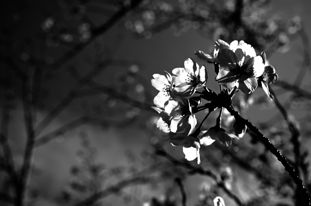 桜２