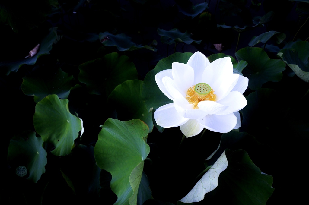 大輪の花