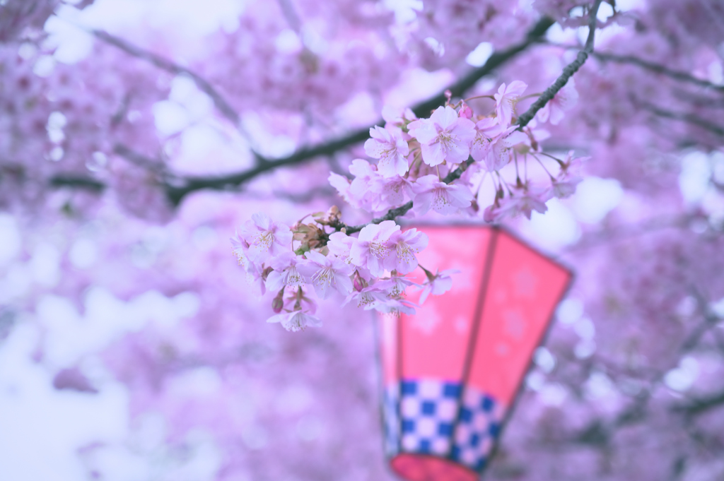 河津桜