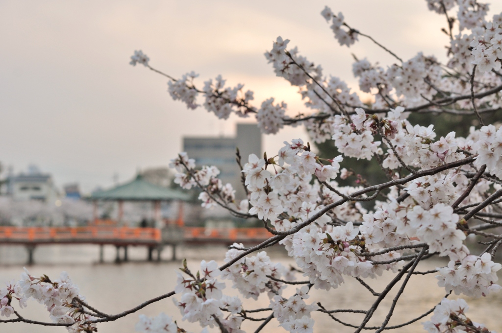 桜と橋２