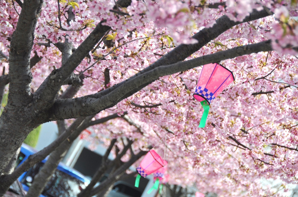 河津桜