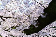 桜５