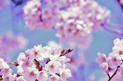 花びらほこほこ