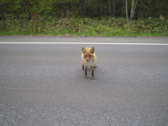 キタキツネに遭遇