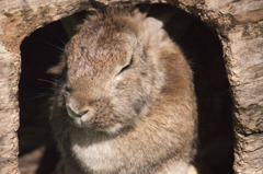 うさぎの昼寝