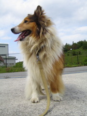 今は亡き、愛犬