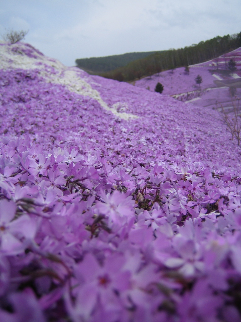 芝桜