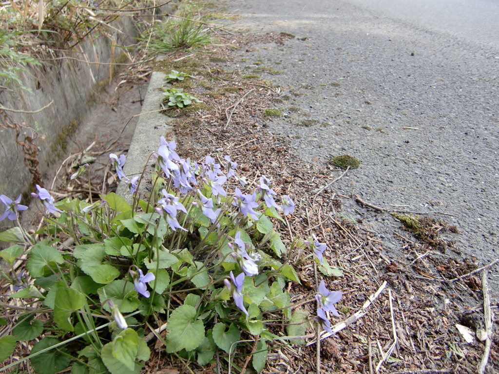道ばたの花（淡いむらさき）